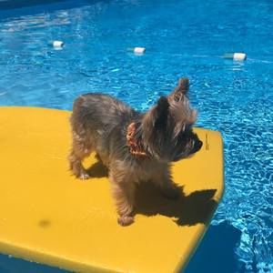 Meet your Posher, Wild